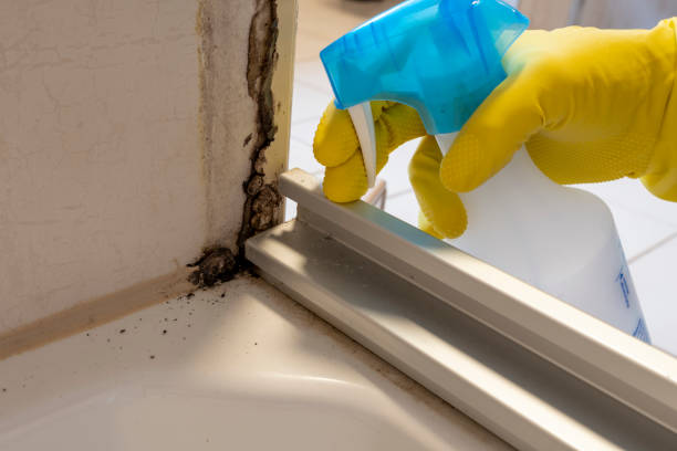 Trusted Miles, TX Mold Removal Experts